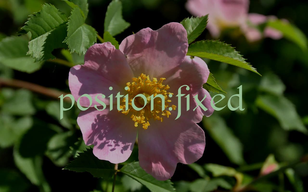 position:fixed 利用時のアンカーの位置がずれるのを解決